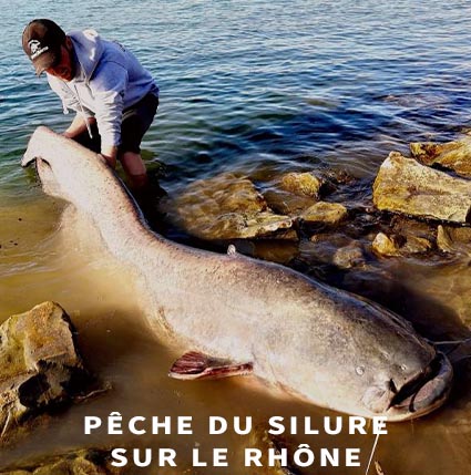 Guide de pêche du silure sur le Rhône